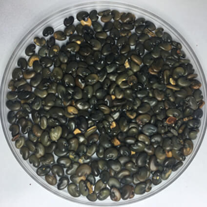 Semente Crotalária Juncea